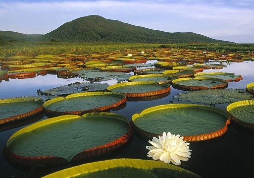Brazil lilypad wallpaper