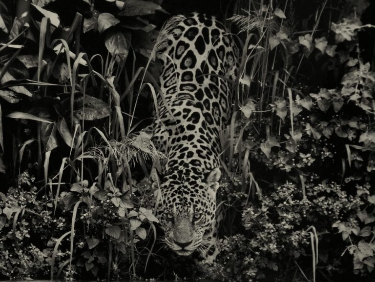 Sebastiao Salgado - "Onça".