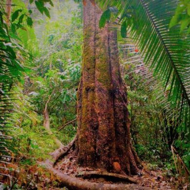 A shot of the rainforest.