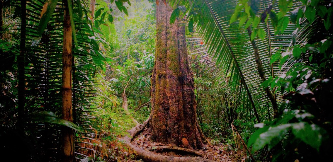 A shot of the rainforest.