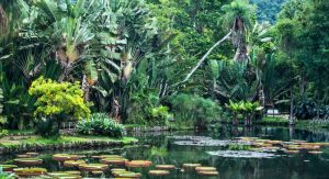 The Botanical Garden of Rio de Janeiro 