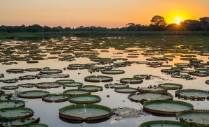 The Pantanal region in Brazil 