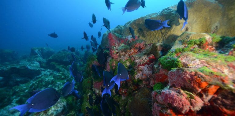 A bunch of colored fishes in Fernando de Noronha
