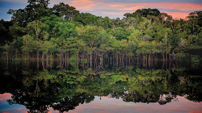 The amazonian forest in Brazil
