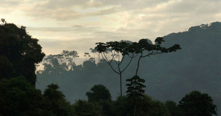 A sunrise in the Amazon rainforest