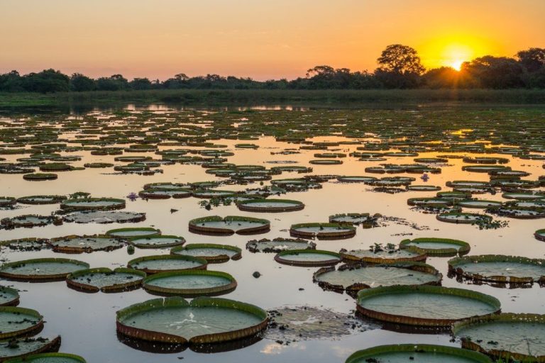 The Pantanal region in Brazil