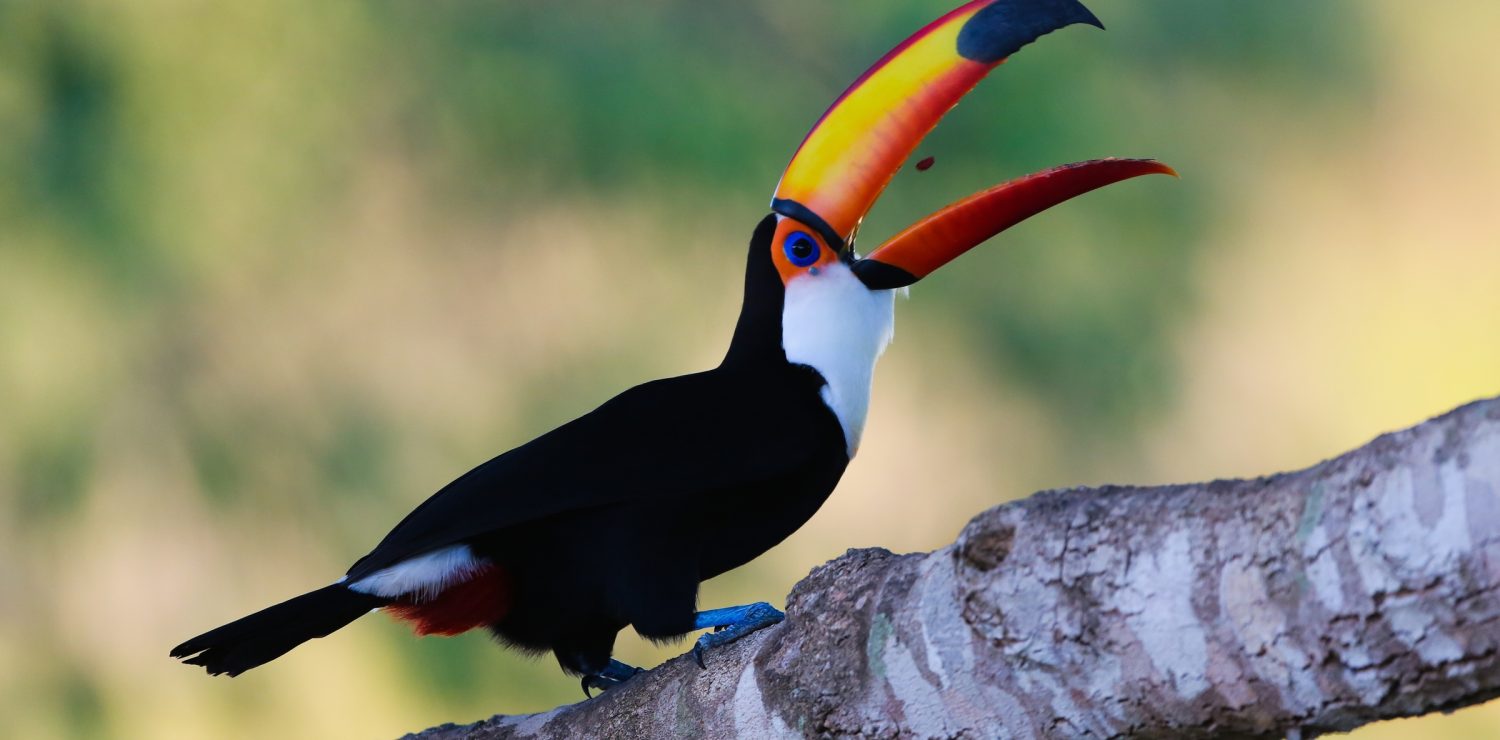 A tucano from Pantanal in Brazil